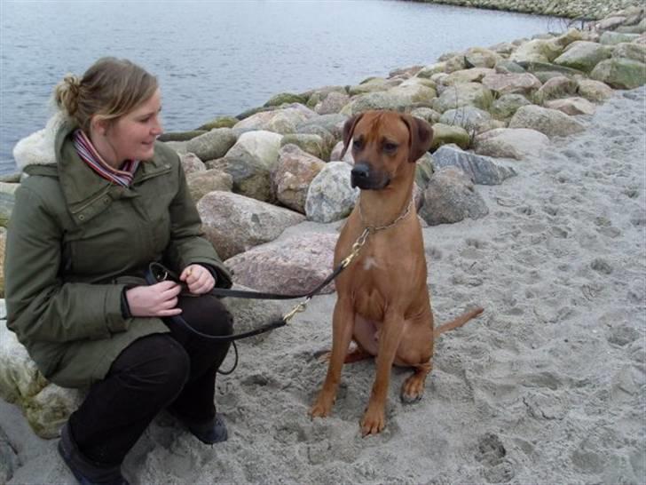 Rhodesian ridgeback Don Bonito von Ankor billede 4
