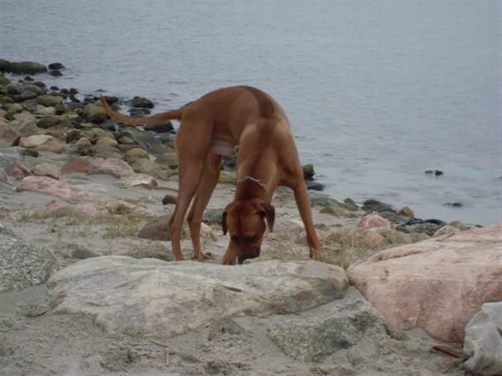 Rhodesian ridgeback Don Bonito von Ankor billede 5