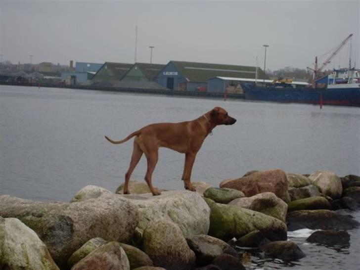 Rhodesian ridgeback Don Bonito von Ankor billede 6