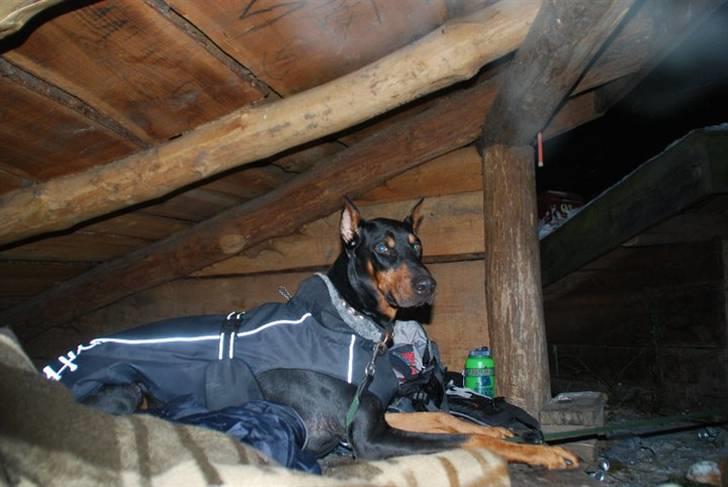 Dobermann Enzo billede 1