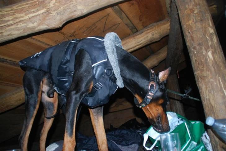 Dobermann Enzo billede 2