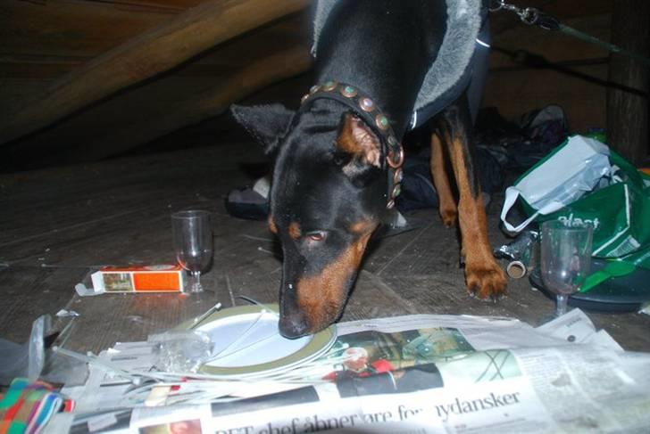 Dobermann Enzo billede 3