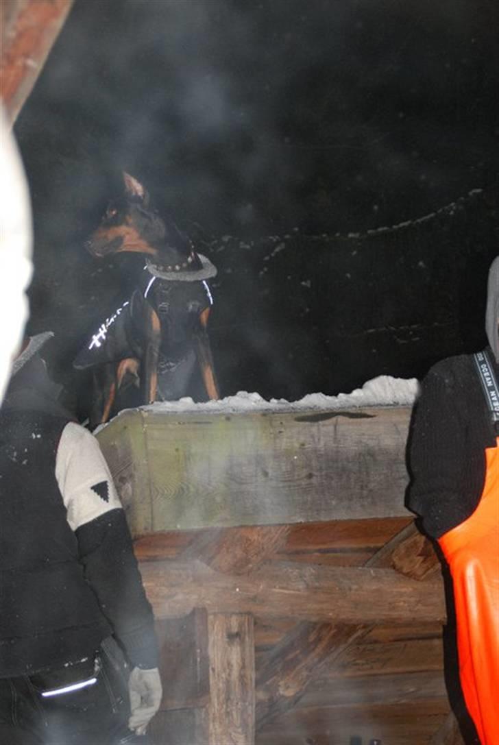 Dobermann Enzo billede 4