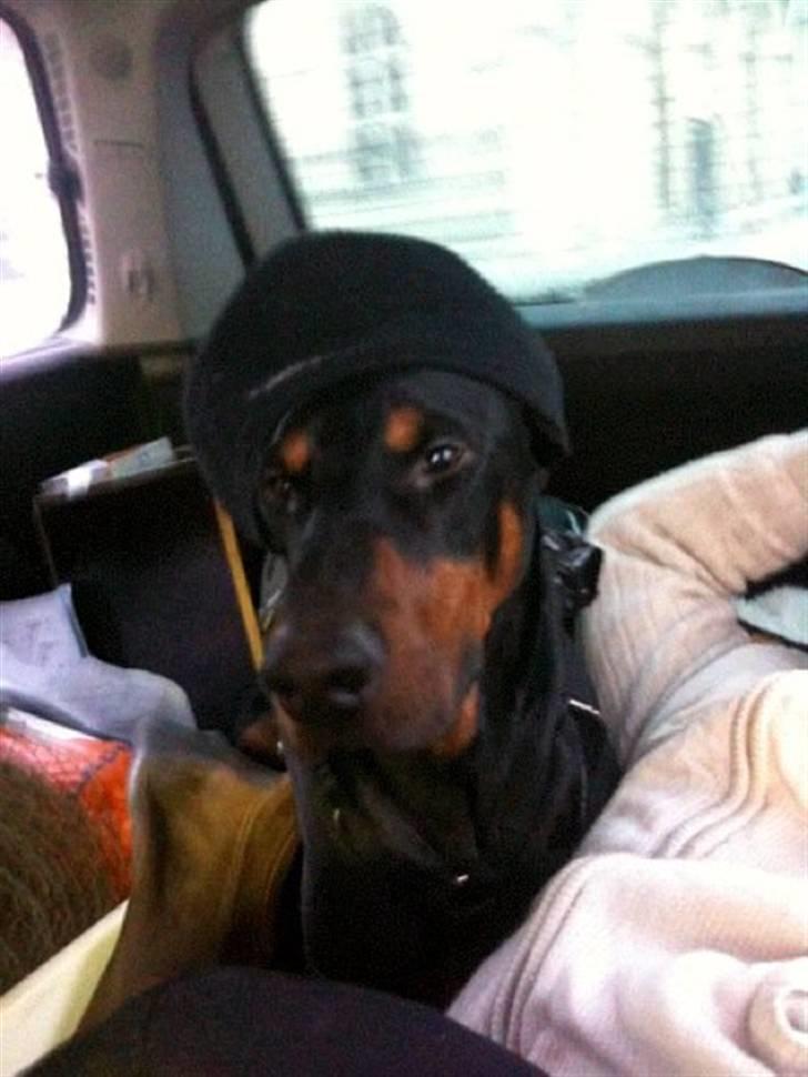 Dobermann Enzo billede 5