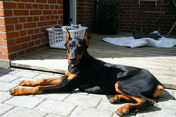 Dobermann Enzo billede 7