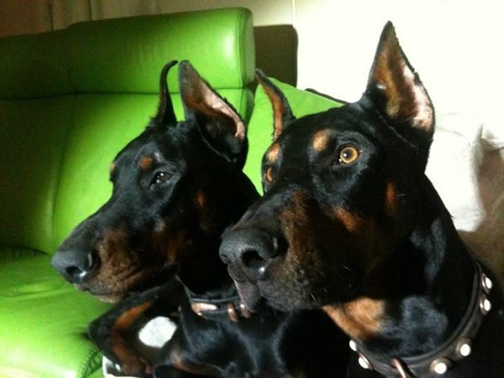 Dobermann Enzo - Dino og enzo billede 8