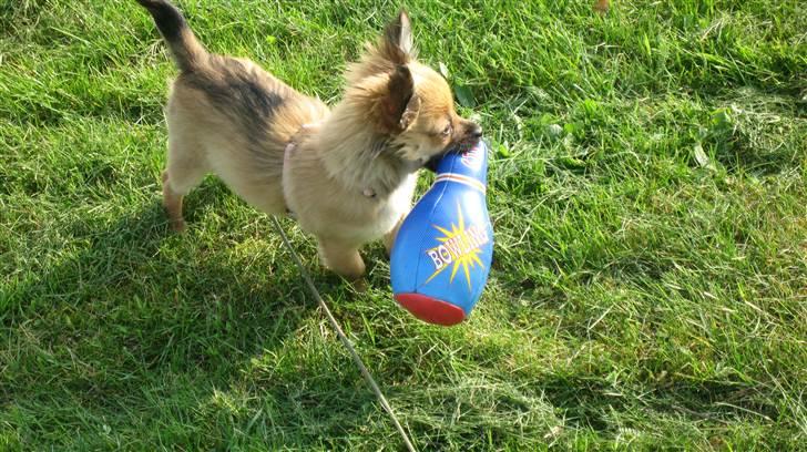 Chihuahua Høier's Nuggi - Nuggi i fuld firspring i haven med sin legetøjskegle... 16 uger gammel billede 17