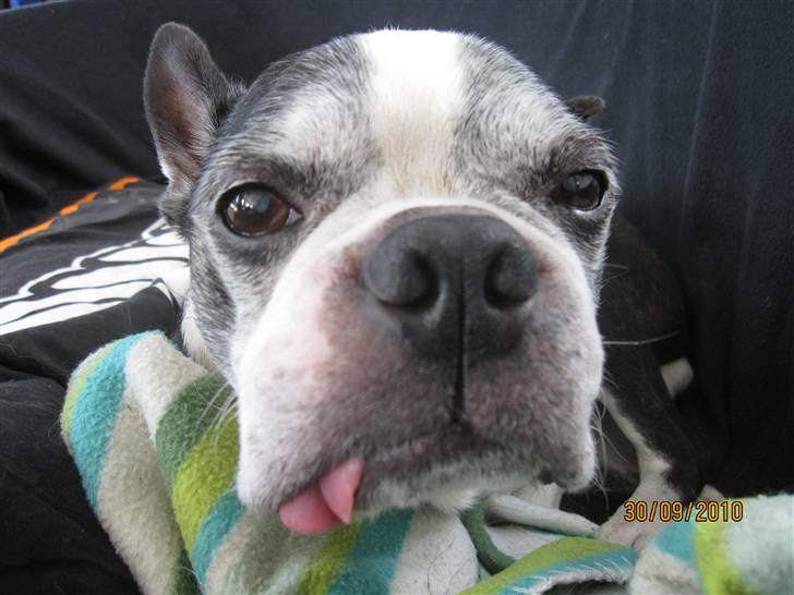 Boston terrier Yankee`s  je  Taime ( Simba ) - Det er svært at styre tungen,når man lige er vågnet. billede 1