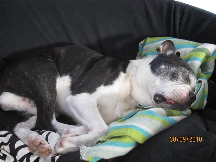 Boston terrier Yankee`s  je  Taime ( Simba ) - En træt gammel dreng <3 billede 2