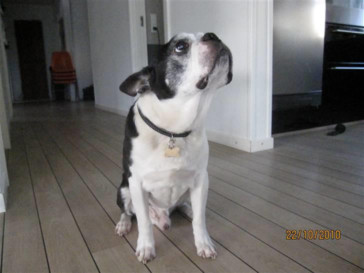 Boston terrier Yankee`s  je  Taime ( Simba ) - Min lille skat <3 billede 4