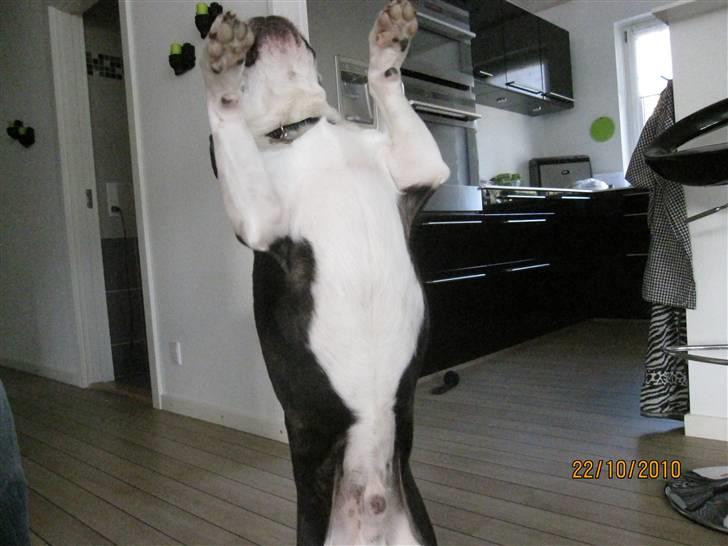 Boston terrier Yankee`s  je  Taime ( Simba ) - Simba danser. billede 5