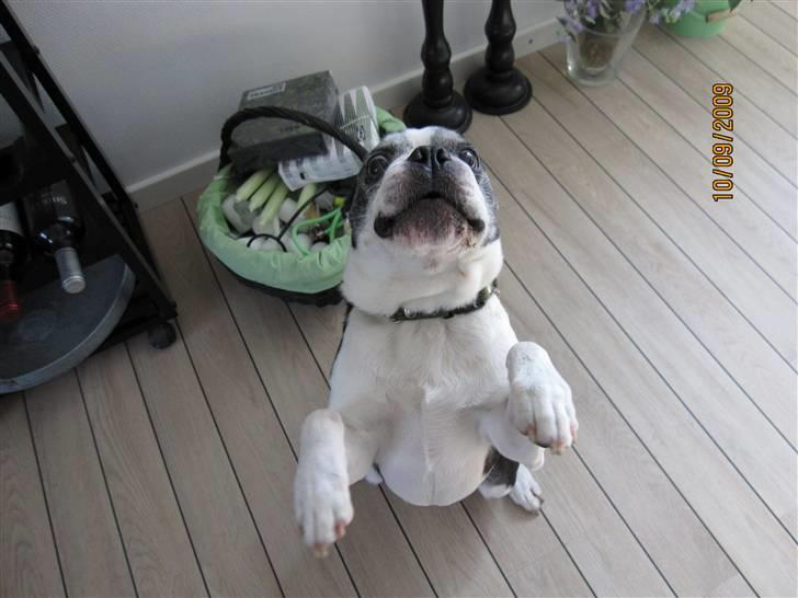 Boston terrier Yankee`s  je  Taime ( Simba ) - Simba danser. billede 6