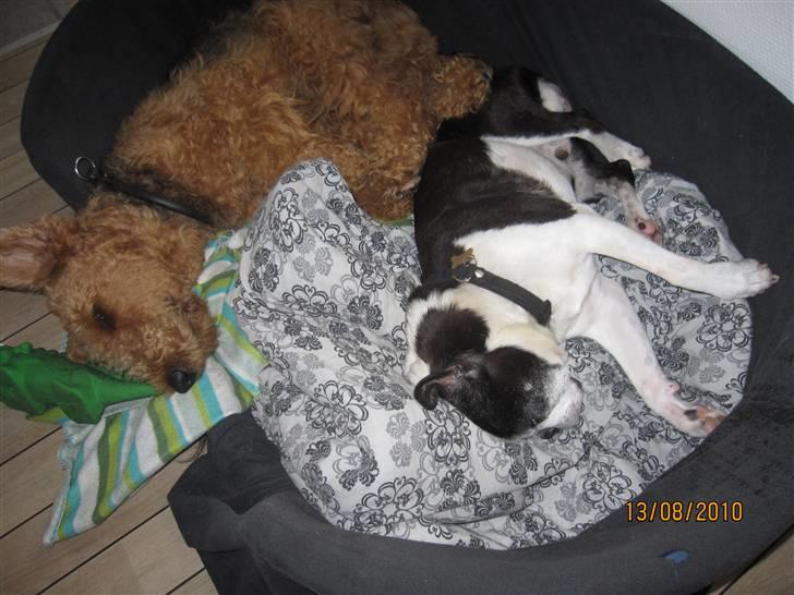 Boston terrier Yankee`s  je  Taime ( Simba ) - Simba og Argo sover. billede 7