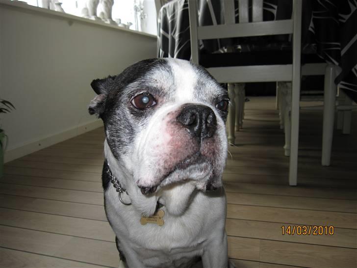 Boston terrier Yankee`s  je  Taime ( Simba ) - Min kærlighed<3 billede 9