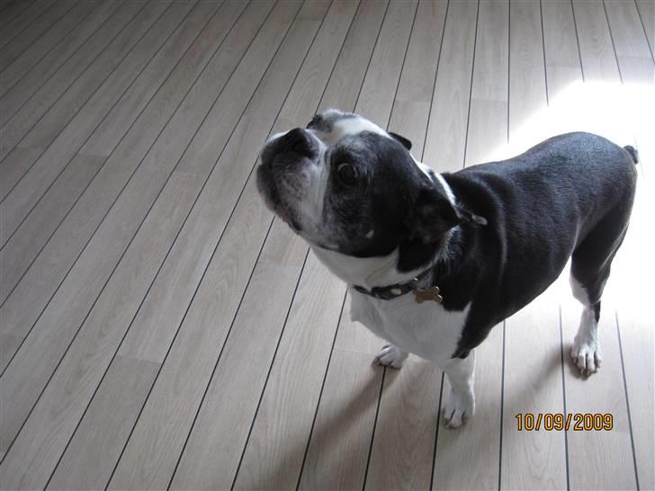 Boston terrier Yankee`s  je  Taime ( Simba ) - Hva`siger hunden Simba. billede 11