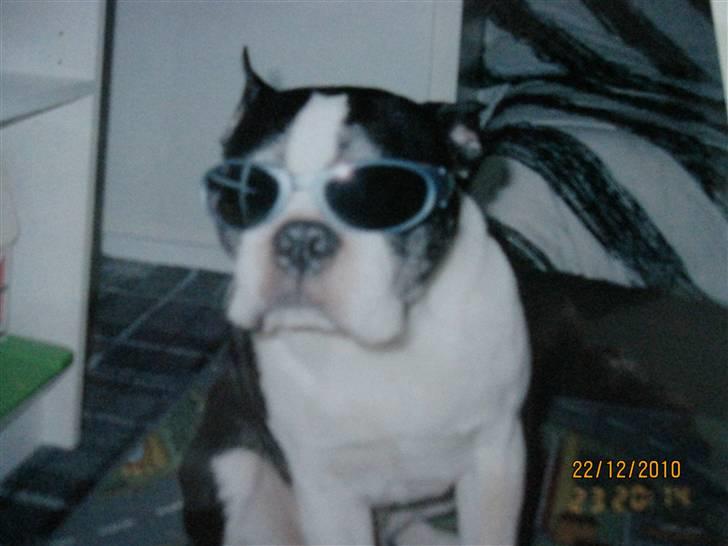 Boston terrier Yankee`s  je  Taime ( Simba ) - Seje Simba. billede 12