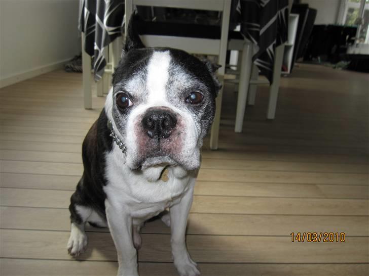 Boston terrier Yankee`s  je  Taime ( Simba ) - Simba var dement,sad tit og kiggede for sig selv. billede 13