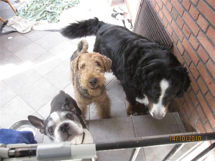 Boston terrier Yankee`s  je  Taime ( Simba ) - Må vi godt komme ind i stuen nu,vores poter er tørre. billede 15