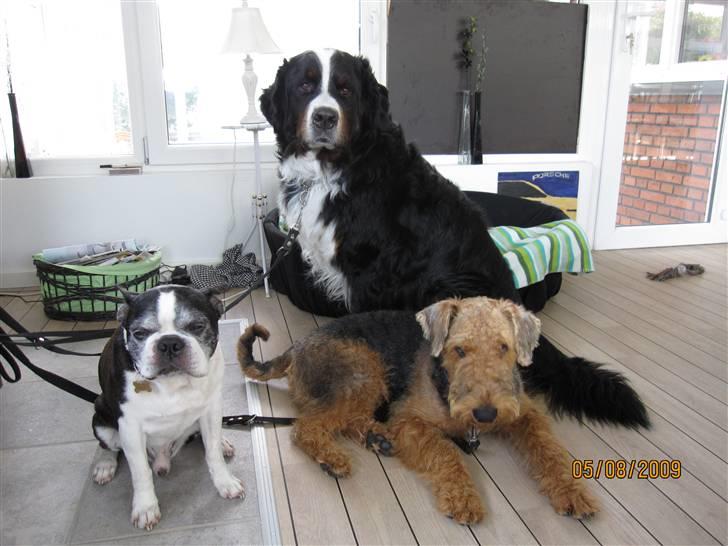 Boston terrier Yankee`s  je  Taime ( Simba ) - Simba,Buster og Argo. billede 16