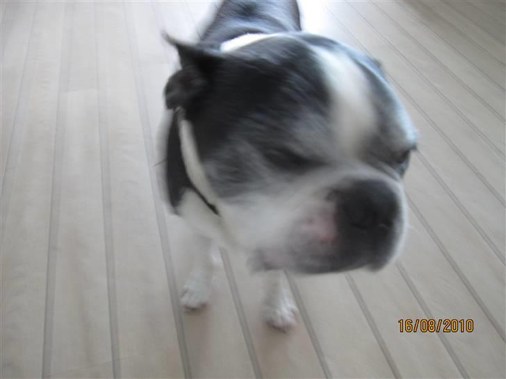 Boston terrier Yankee`s  je  Taime ( Simba ) - Min gamle ven,du bliver aldrig glemt<3 billede 17