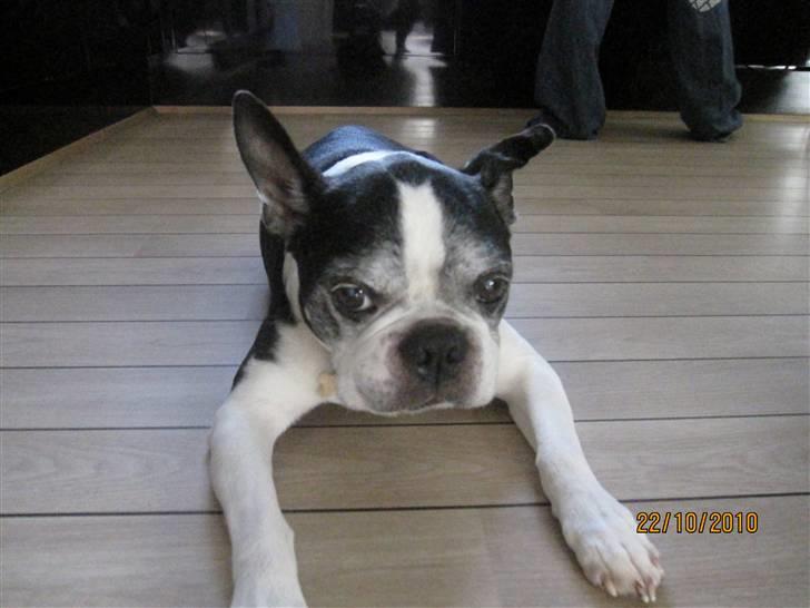 Boston terrier Yankee`s  je  Taime ( Simba ) - Et af de sidste billeder,det ses,at Simba havde tabt sig. billede 18