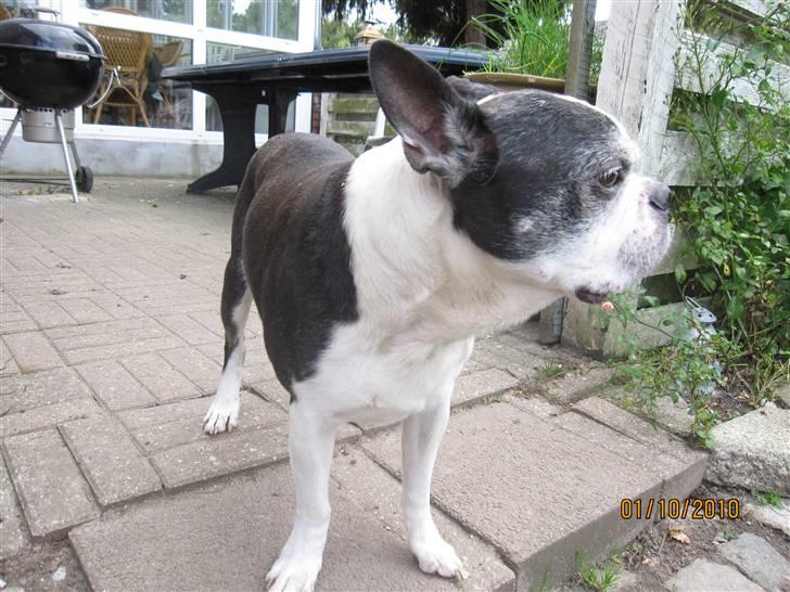 Boston terrier Yankee`s  je  Taime ( Simba ) - Nyder solen. billede 19