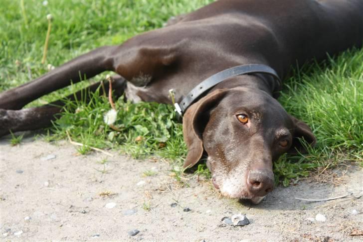 Korthåret hønsehund Chili billede 16