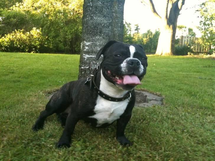 Fransk bulldog Tulle billede 15