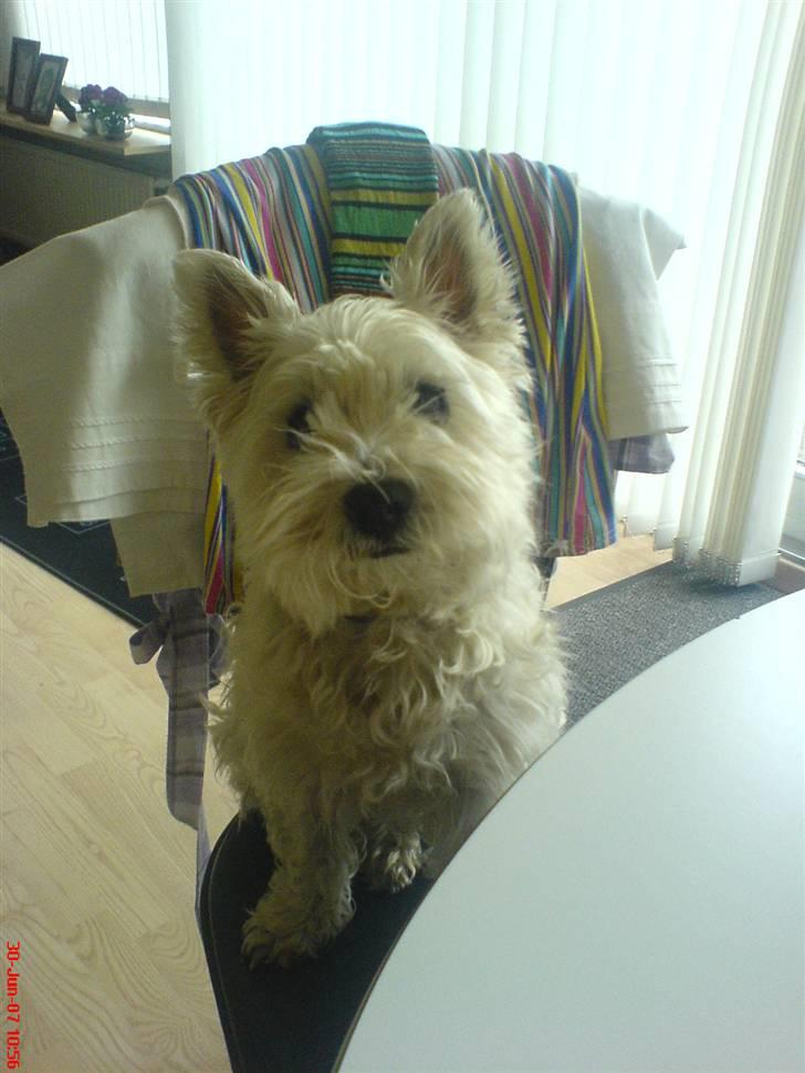 West highland white terrier Ronja (Solo)  R.I.P - Velkommen til min profil.. læg gerne en bedømmelse + en høj.. vov vov :-D  billede 1