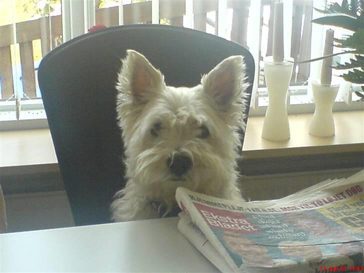 West highland white terrier Ronja (Solo)  R.I.P billede 8