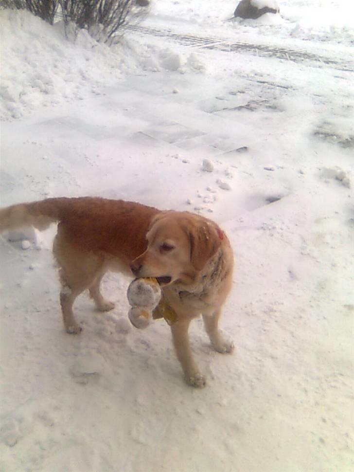 Golden retriever Kiki billede 3