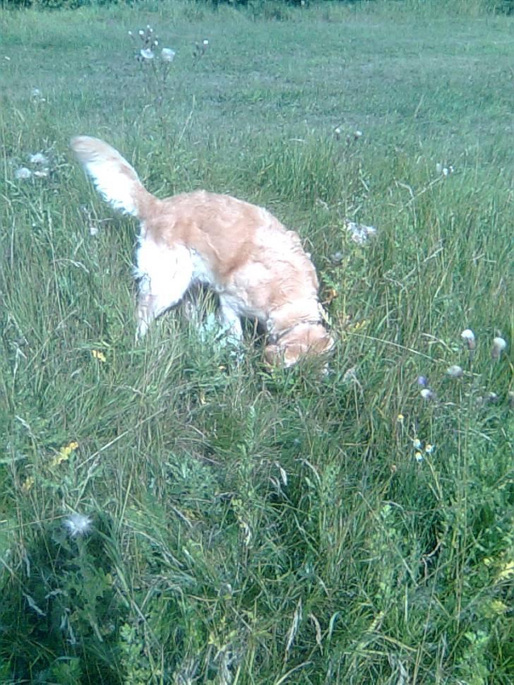 Golden retriever Kiki - Skønne hyggefrøns :-) billede 4