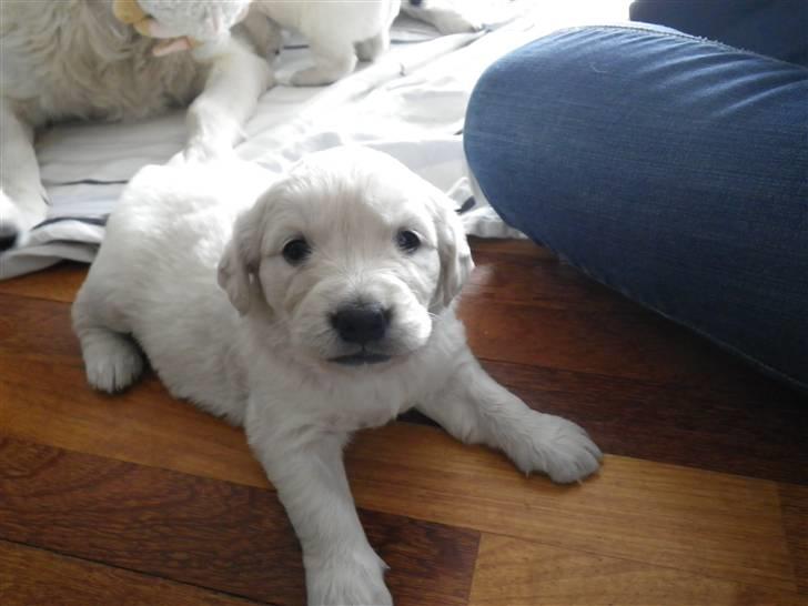 Golden retriever Cocio billede 3