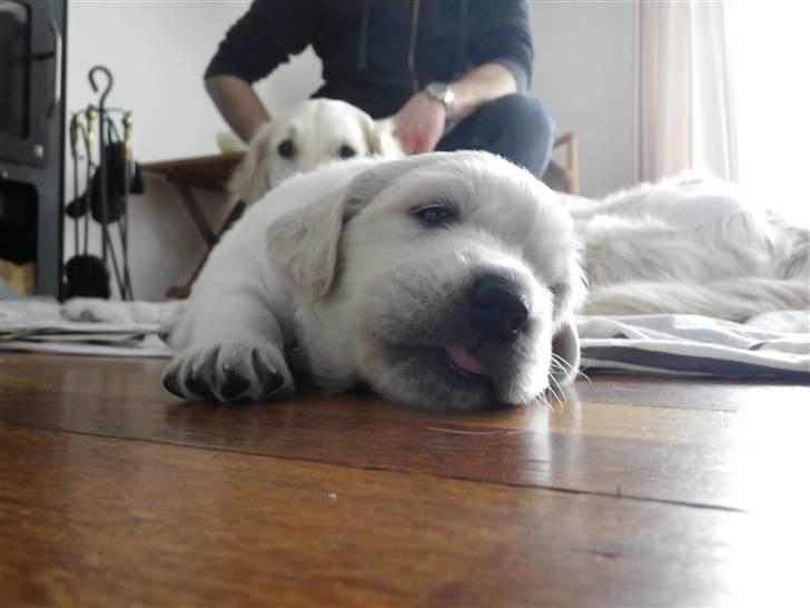 Golden retriever Cocio billede 4