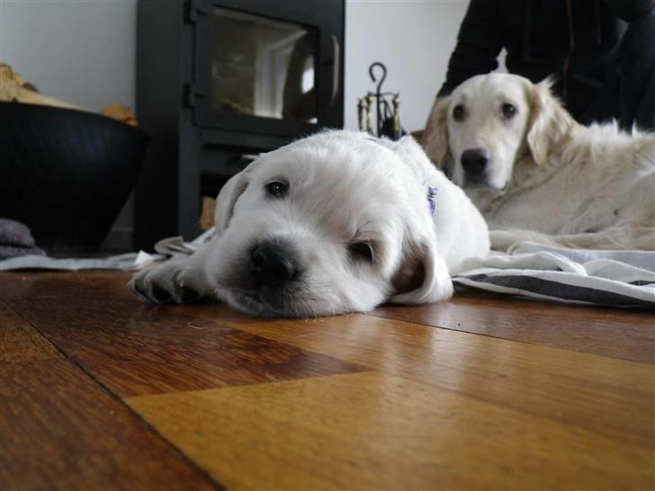 Golden retriever Cocio billede 5