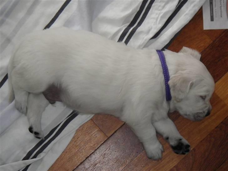 Golden retriever Cocio billede 6