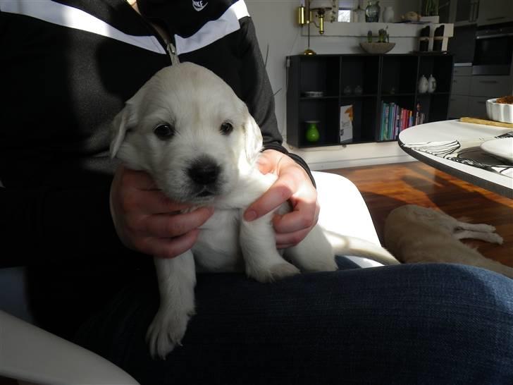 Golden retriever Cocio billede 7