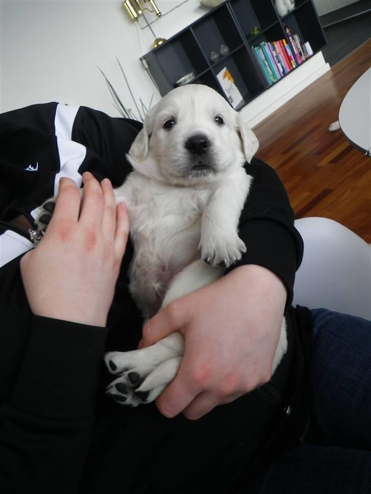 Golden retriever Cocio billede 8