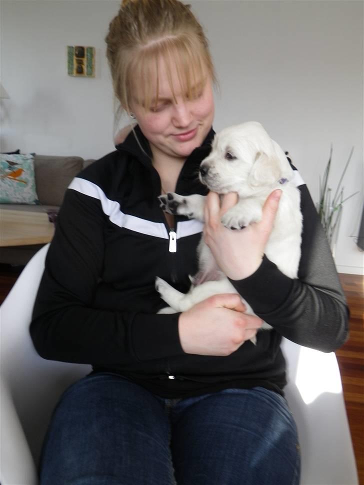 Golden retriever Cocio billede 9