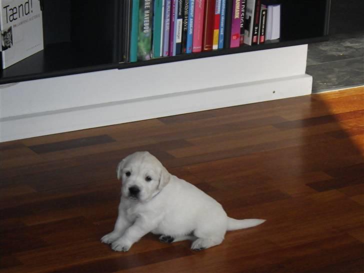 Golden retriever Cocio billede 10