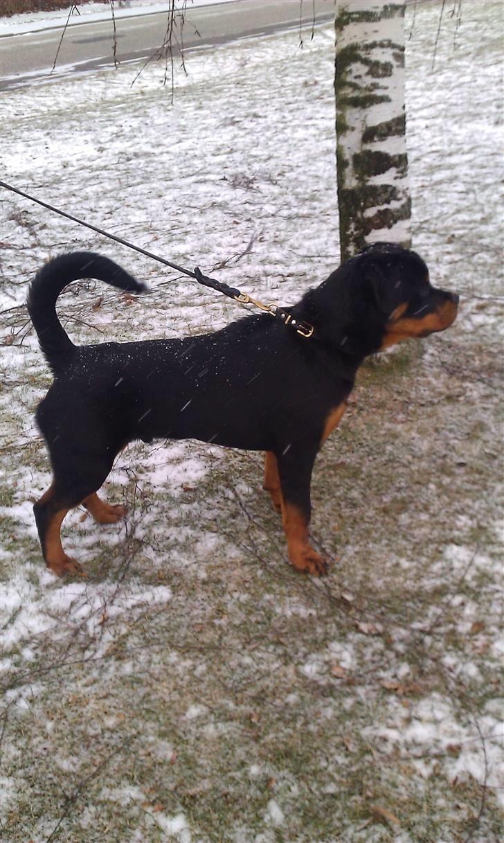 Rottweiler Urgos billede 1