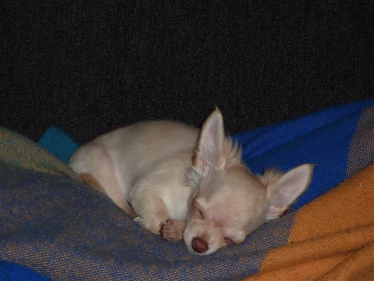 Chihuahua o~~ Diva ~~o billede 1