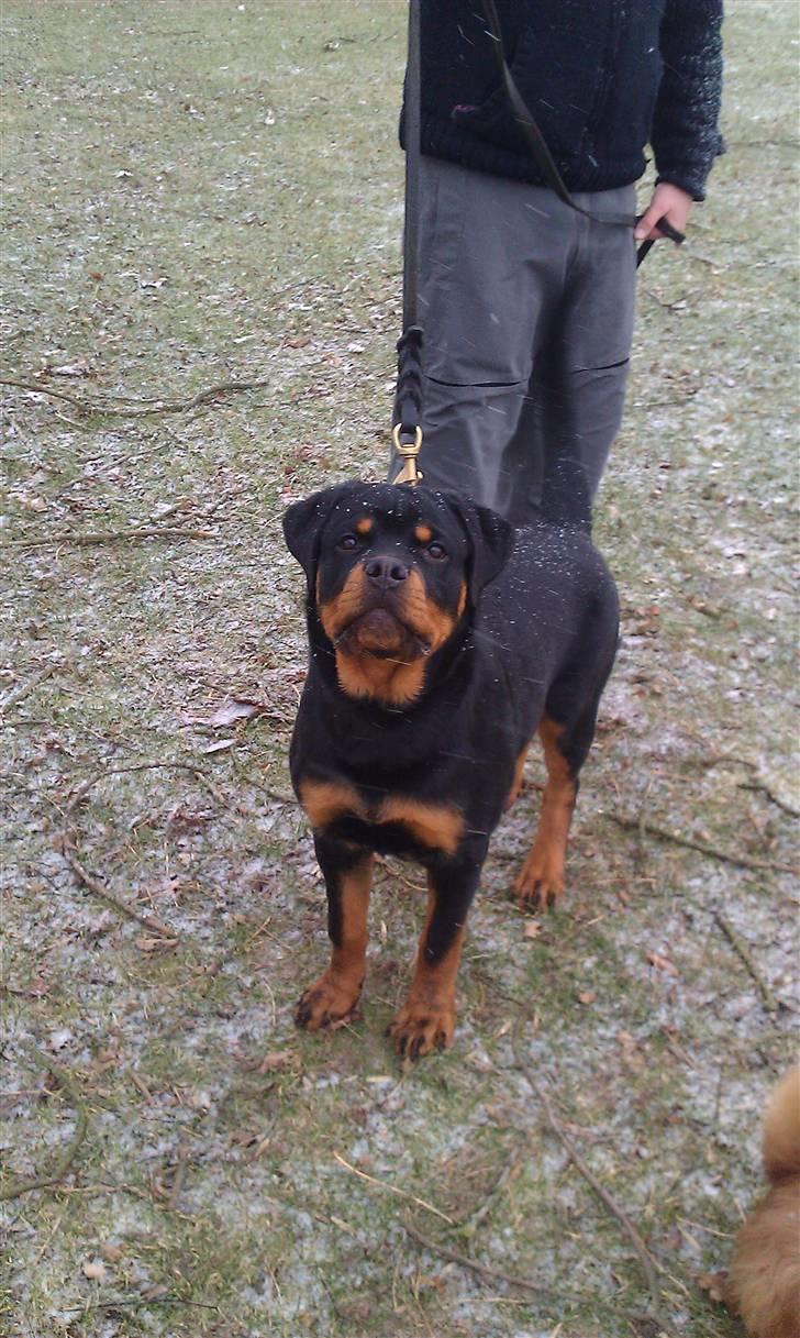 Rottweiler Urgos billede 2
