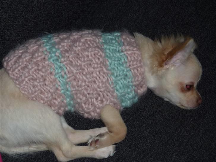 Chihuahua o~~ Diva ~~o billede 2