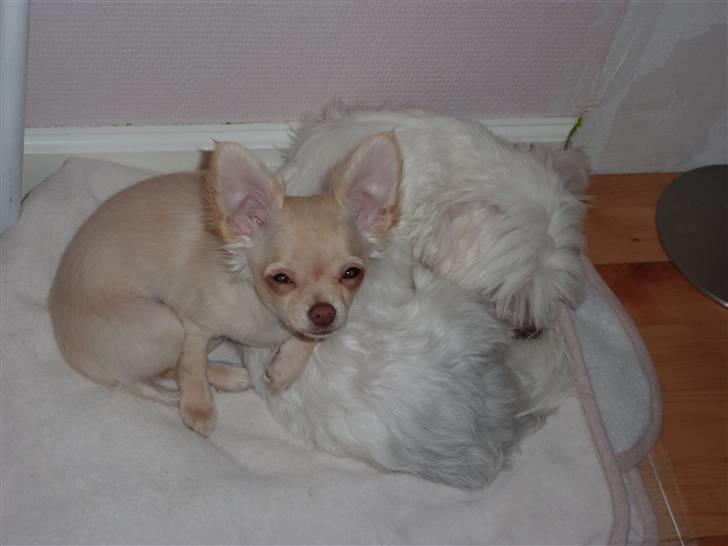 Chihuahua o~~ Diva ~~o billede 3