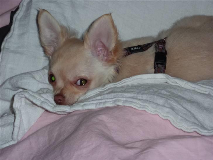 Chihuahua o~~ Diva ~~o billede 4