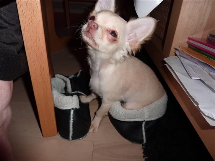 Chihuahua o~~ Diva ~~o billede 5