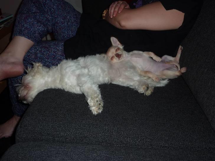 Chihuahua o~~ Diva ~~o billede 6