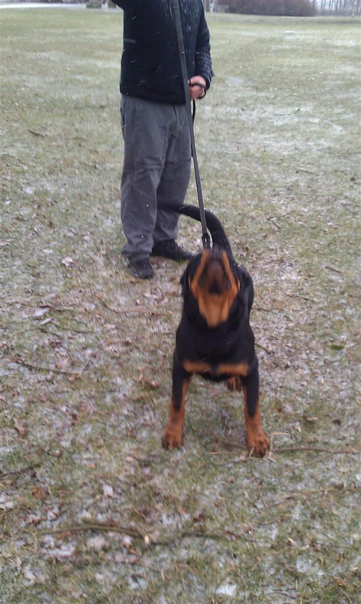 Rottweiler Urgos billede 3