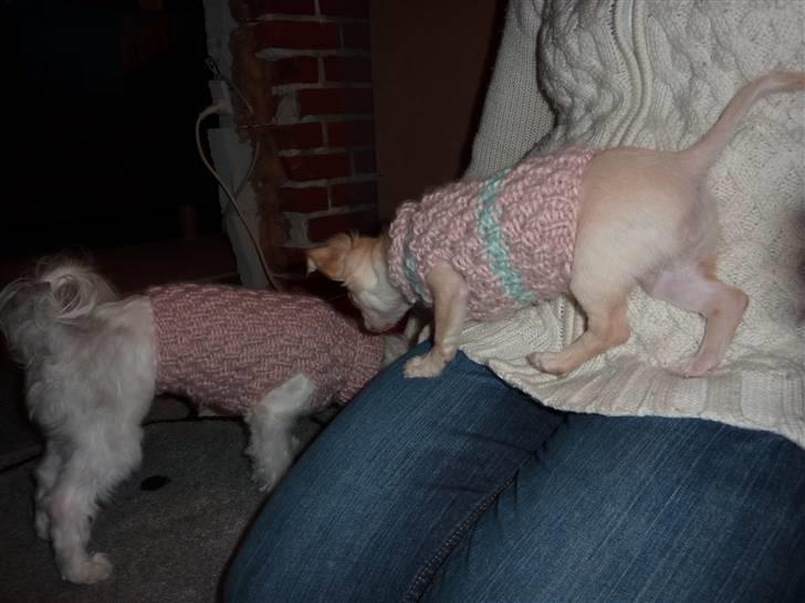 Chihuahua o~~ Diva ~~o billede 7